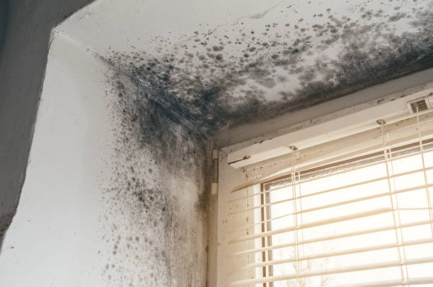 Affordable Black Mold Remediation solutions in Mendham, NJ